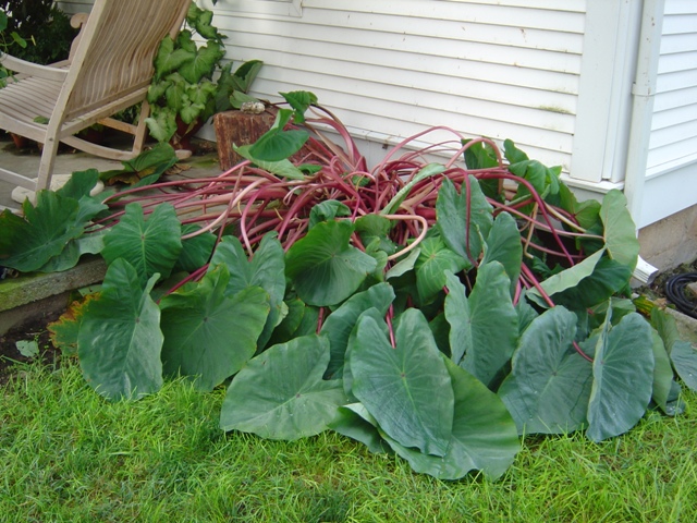 This is what happens when an elephant ear encounters weed killer adrift.