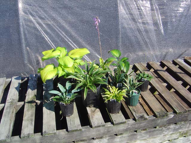 An example of mail order hostas you will receive from us.