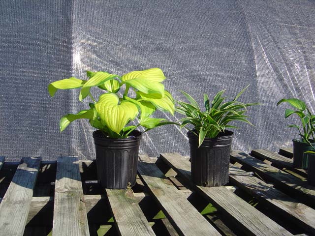 An example of mail order hostas you will receive from us.