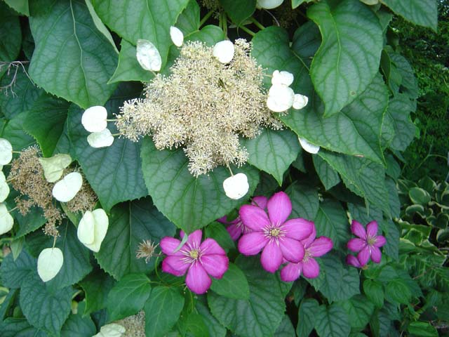 Climbing hydrangea and clematis.