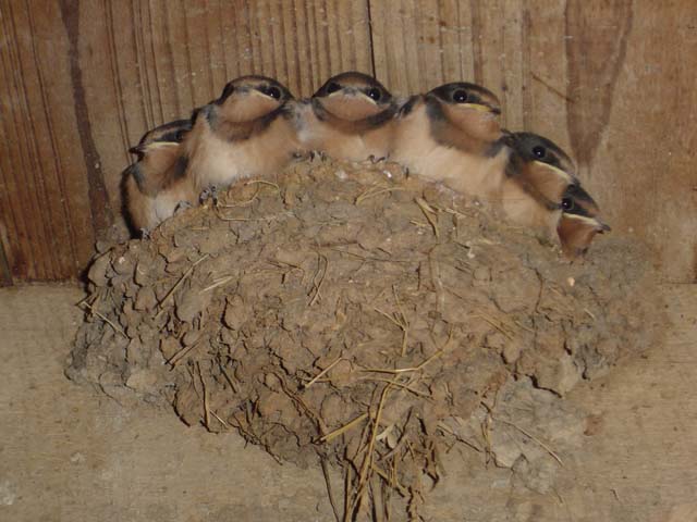 What is a barn without the swallows?