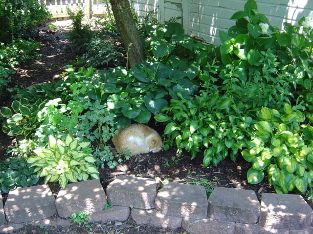 Rascal the cat takes a nap amongst the hostas.