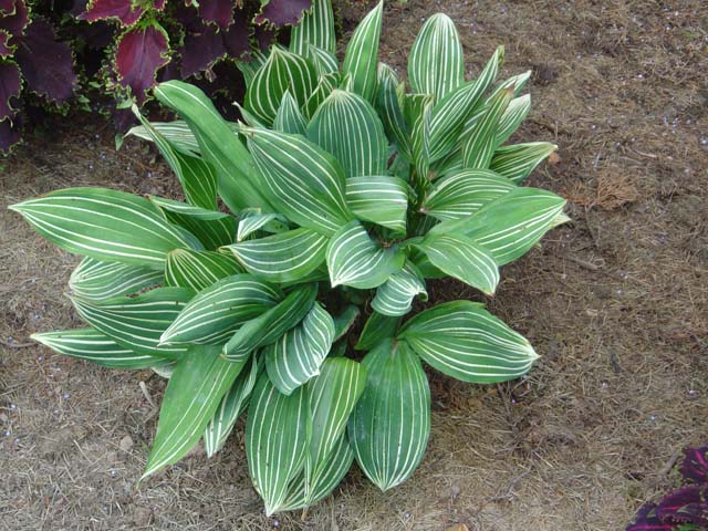 Variegated Lily of the Valley