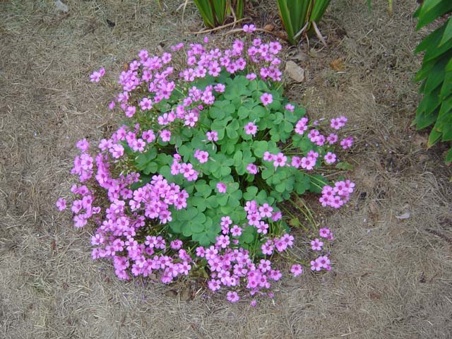 Pink Oxalis