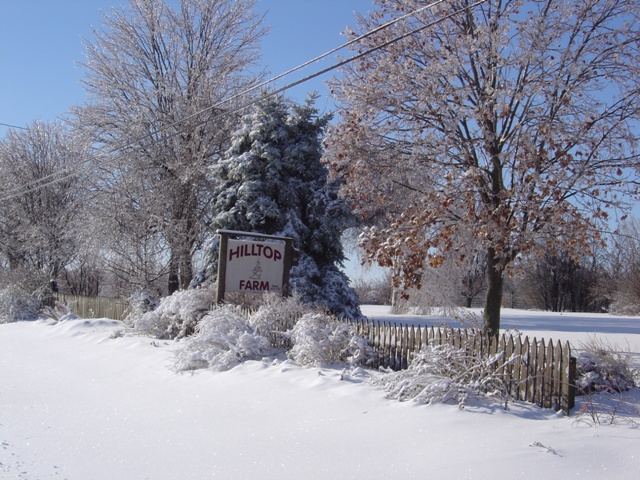 The front flower bed under the most recent snow that fell soon after Thanksgiving.