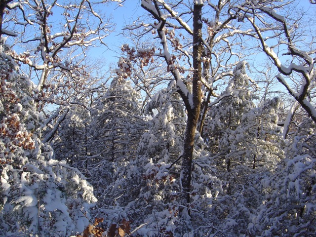 Our woods under the snow that fell after Thanksgiving.