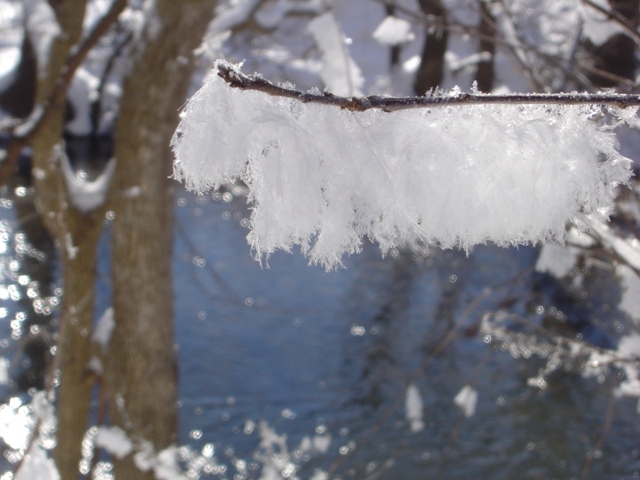 Nice thick frost on a branch.