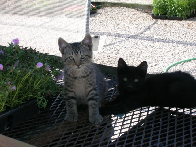 Merry and Pippin when cute youngsters.