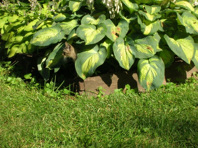 Merry hiding beneath the hosta Super Nova, I believe.