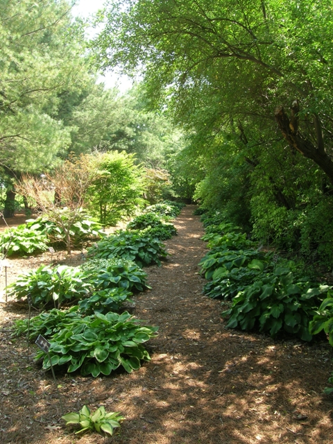 One of our many hosta gardens available to look at for ideas or relaxation.