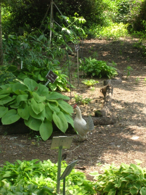 One of our chickens enjoying the gardens herself.