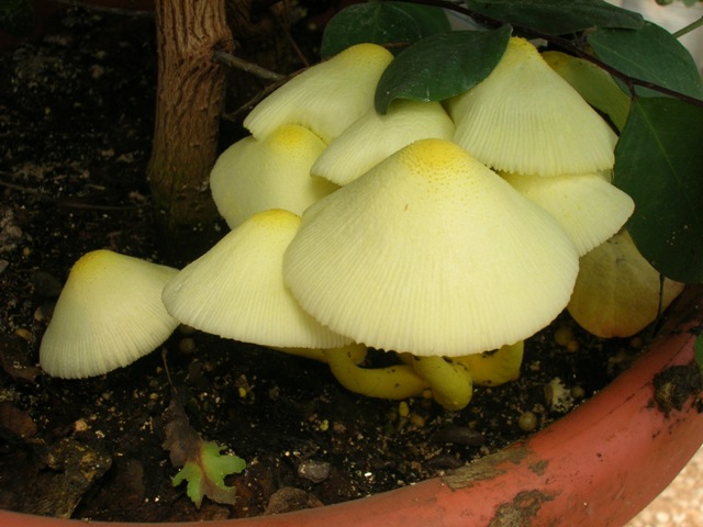 Mushrooms taking up residence in a pot of Hawaiian Snowbush.