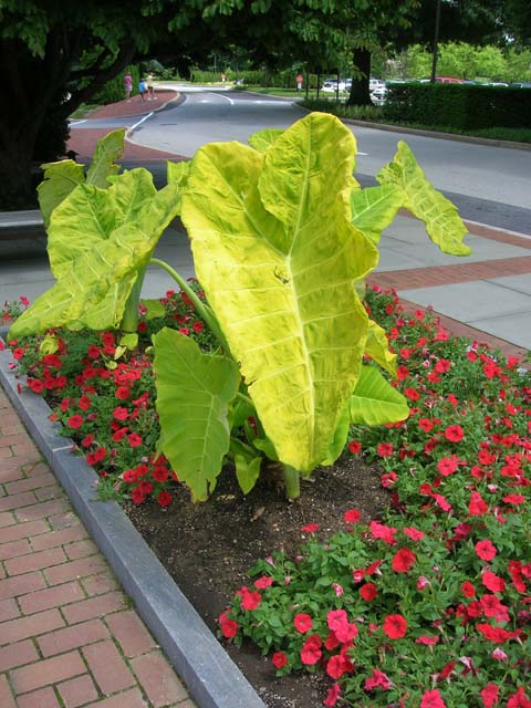 'Lime Zinger' Elephant Ear