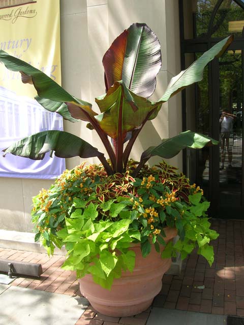 'Maurelii' banana grown with coleus, 'Fusion Glow' impatiens and 'Margarita' sweet potato in a large pot.