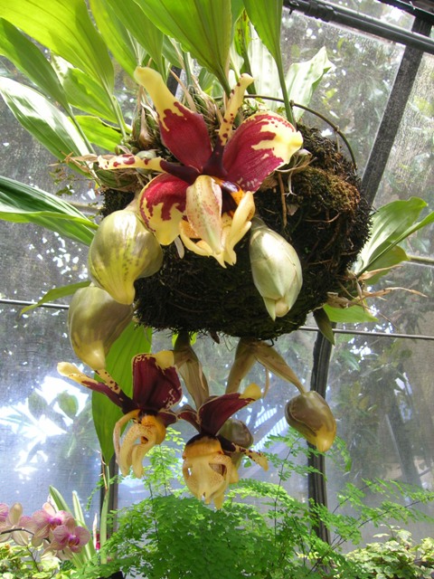 A frightening but fragrant orchid in the conservatory at Longwood Gardens in PA.