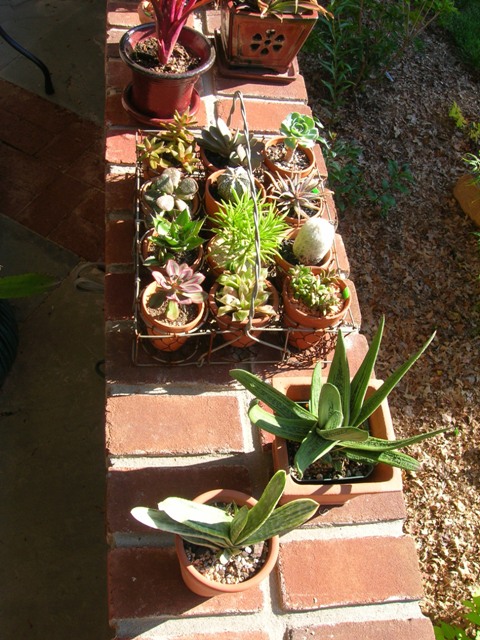 A nice assortment of succulents on show in one of the gardens open during the AHS National Convention.