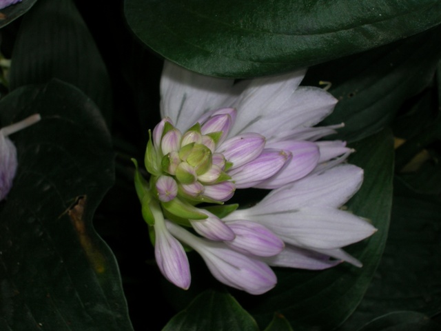 A stem of hosta flowers just peaking out.