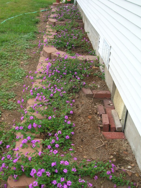 Our lavender lantana bed along the south side of our house. By fall, this will become a montsrous mound of blooming wonders!