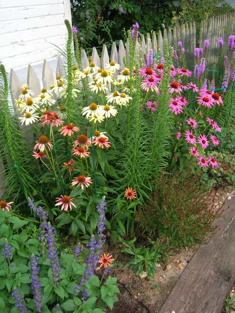 The latest and greatest coneflower cultivars strutting their stuff.