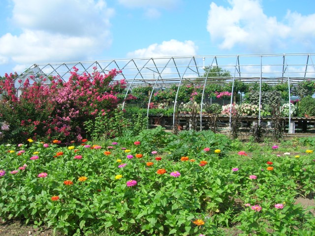 Oscar's greenhouse uncovered, with Amy's cutting garden before it.