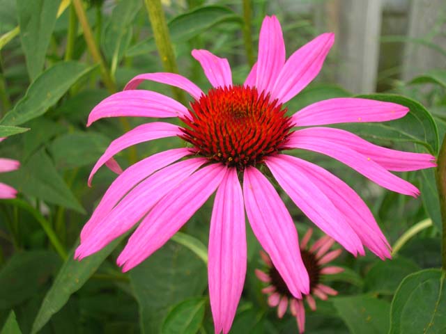 Awesome purple coneflower.