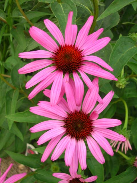 Another awesome purple coneflower.