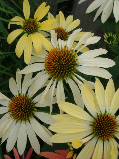 A new shade of yellow coneflower.