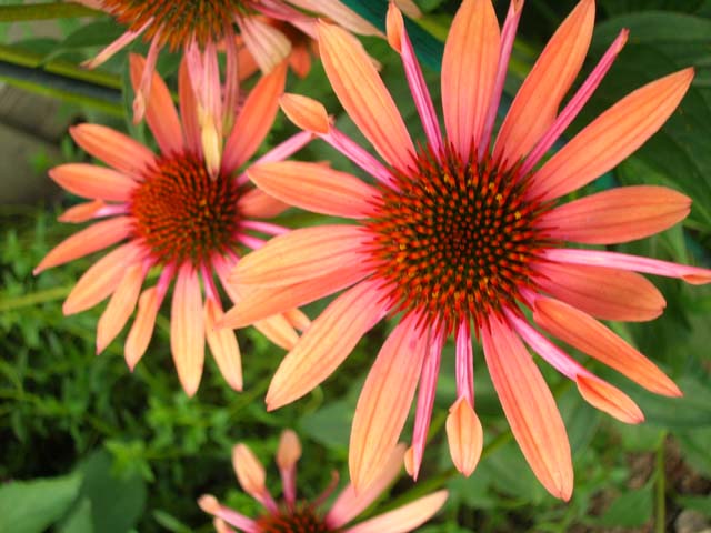 An orangey-pink coneflower. Cool!