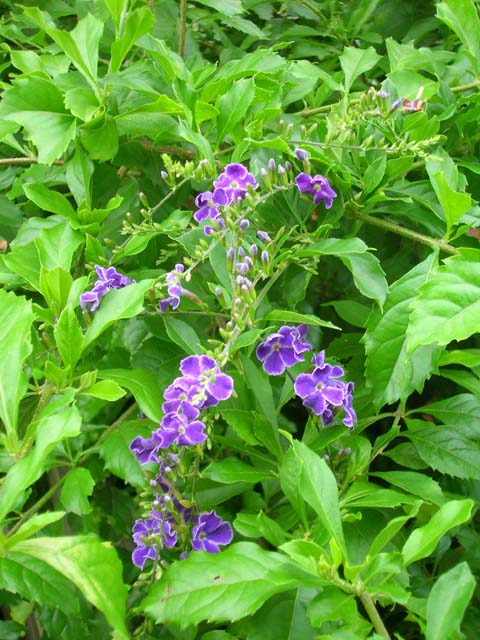 Tropical plant with blue flowers.