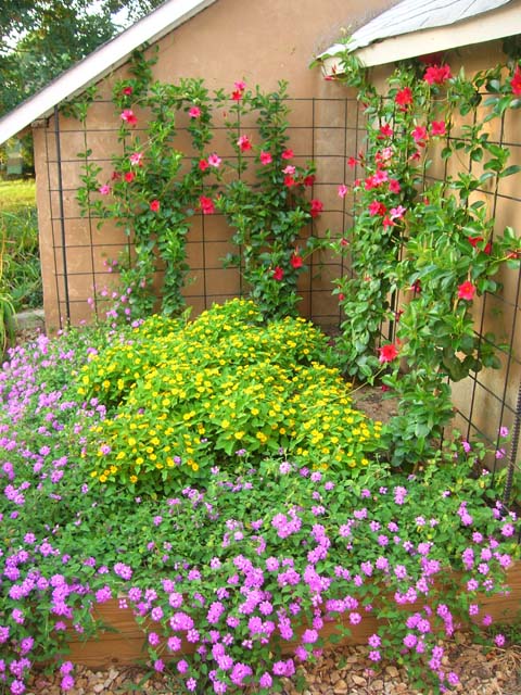 Red mandevillas, melampodium, and purple lantana... nice!