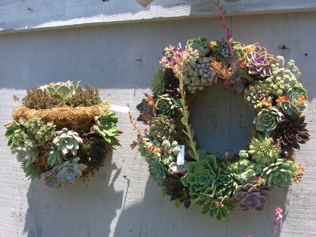 Sedum wreaths slightly different than ours. More ideas from Rogers Gardens in CA.