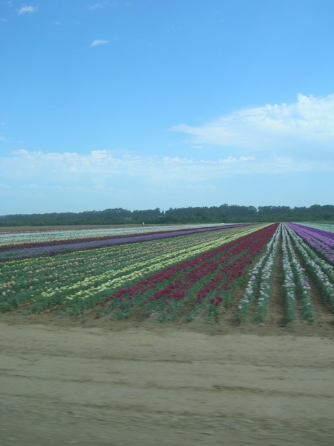 These fields provide growers like us with the seeds necessary for growing our crops. Seeds in seed packs seen in stores around could also come from a place like this.