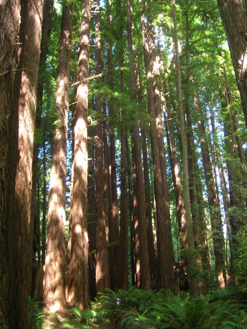 Marvelously massive redwoods in California.