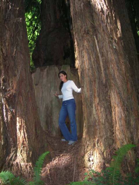 Emily in the Redwoods, really IN the redwoods. Glorious!