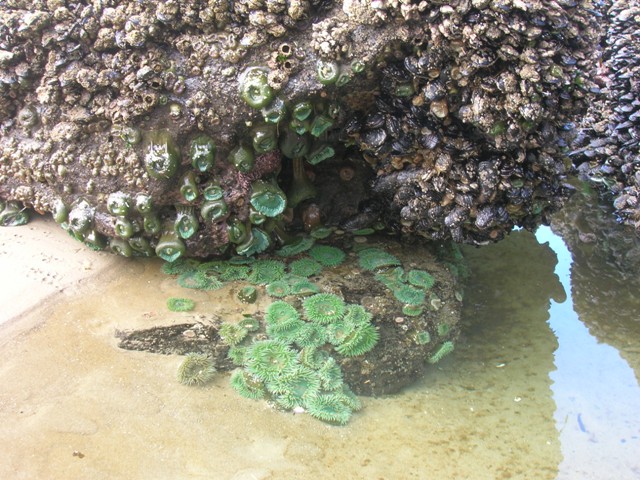 Oscar and Emily discovered these in the tidal pools of Oregon on their trip up Highway 1.