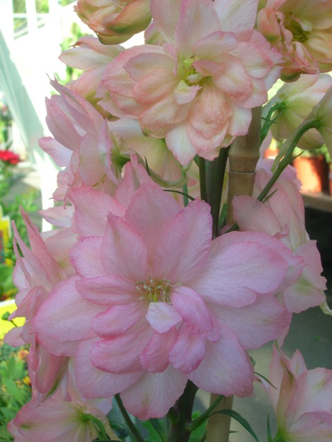 A close-up of an appleblossom colored delphinium.