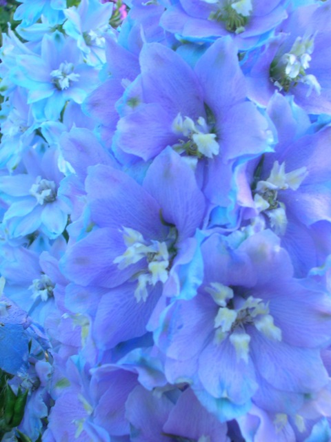 A close-up of a sky blue delphinium. Nice if done right in Missouri.