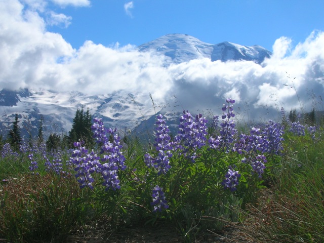 The ultimate combination! We wish we could do lupines will here.