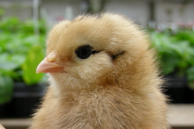 Our poster chick for the batch of chicks we raised Spring of 2008. 