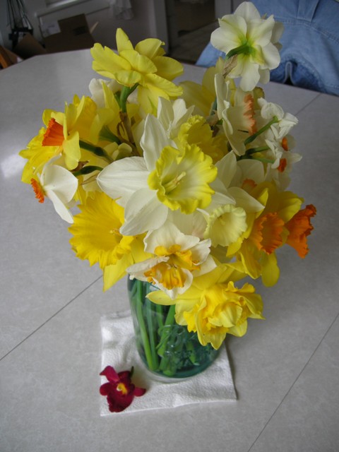 A daffodil bouquet picked from our collection.