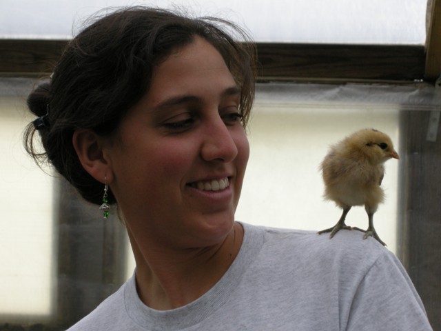 Our little Princess chick enjoying the view from Emily's shoulder.