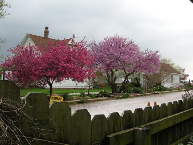 Crabapple and redbud trees in full bloom.