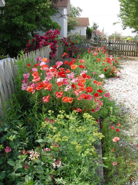 Poppies and a rose bloom heartily in the spring.