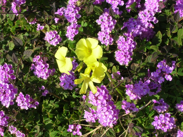 Flowers along the California coast outside Los Angeles.