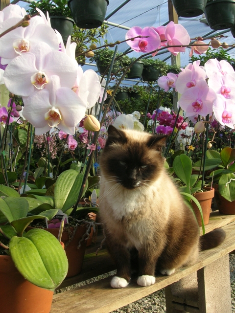 Simon looking beautiful amongst the orchids in winter.