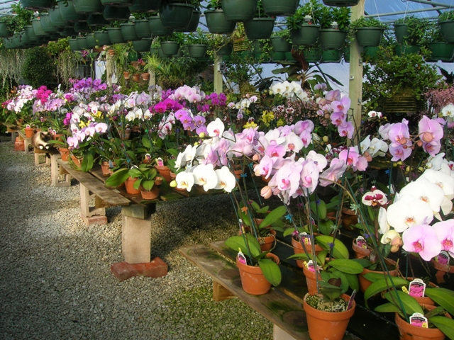 Our phalaenopsis orchids in full bloom midwinter.