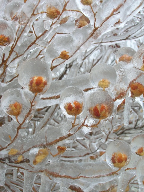 Ice encased crape myrtle seedheads.