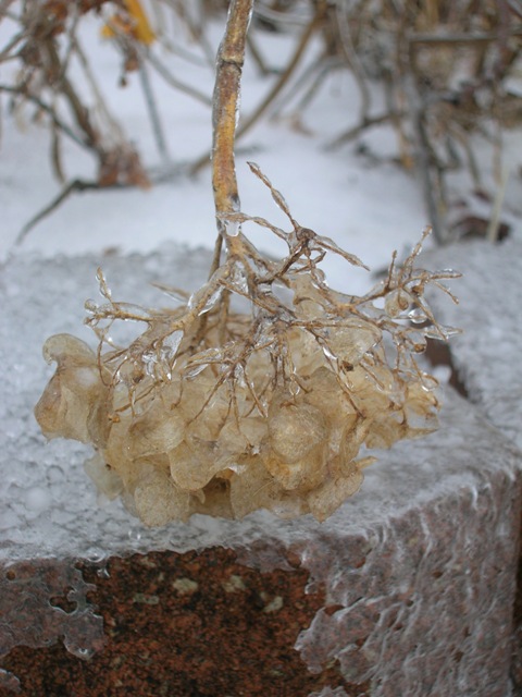 Dried hydrangea flowerhead covered in ice.