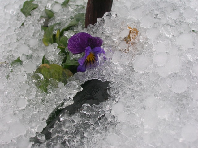 Viola peeking up through February ice.