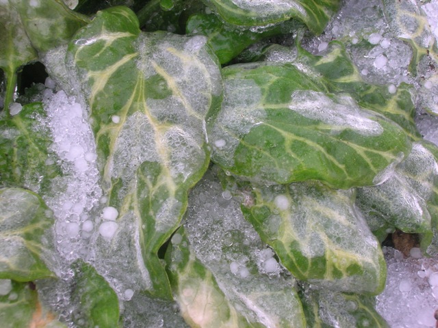 A unique plant in that it stays green all winter, even through ice cover.